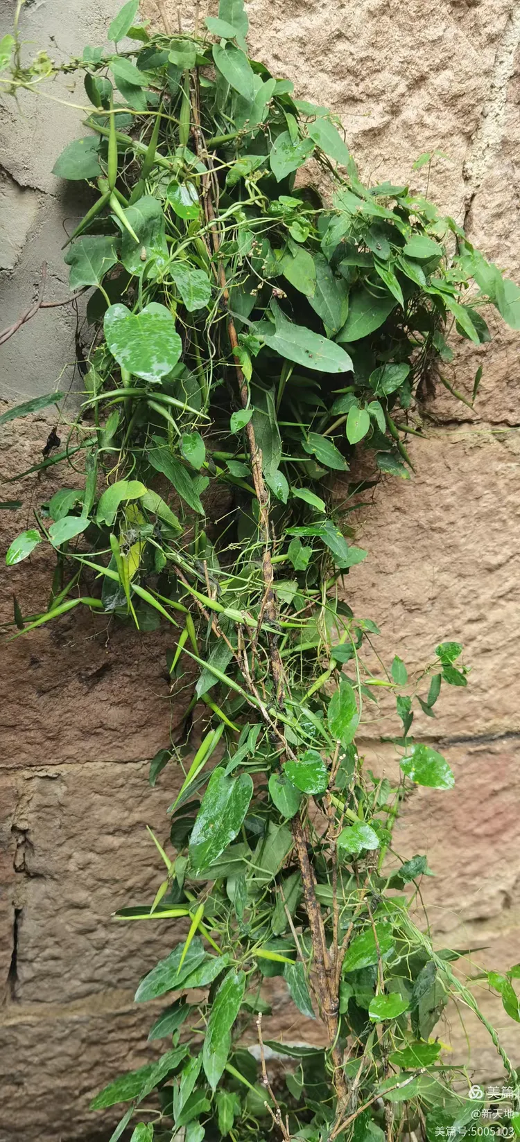 植物观赏 娃儿藤,土名五重瓦,老君须,别名七层楼